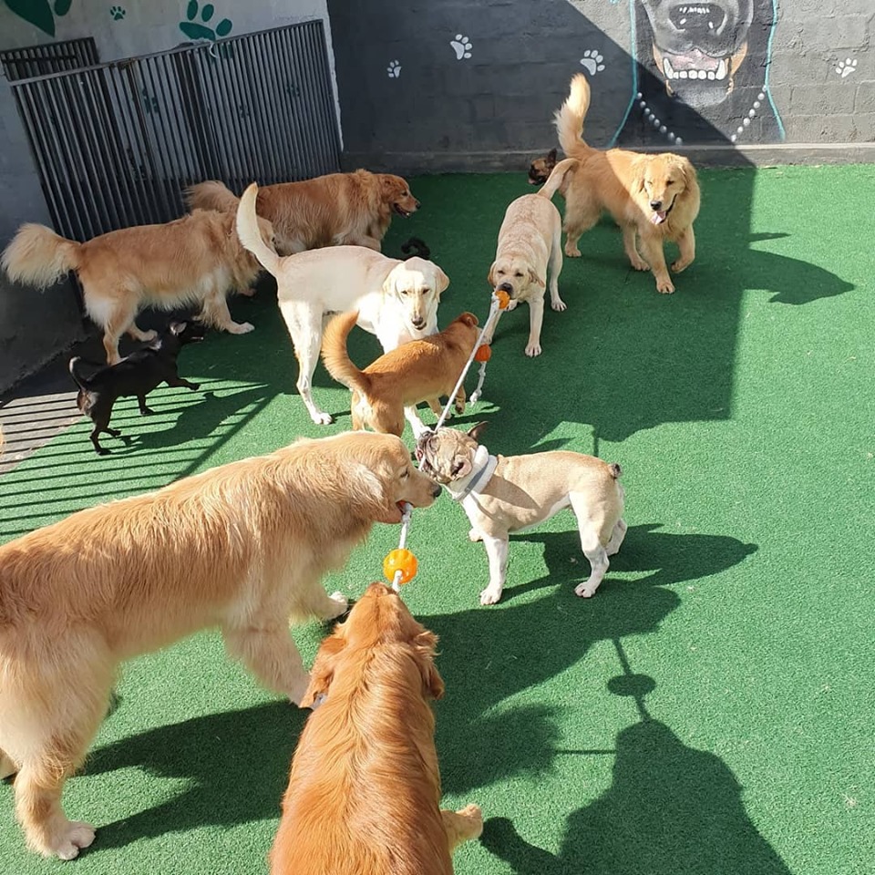 CRECHE PARA CACHORRO MOGI DAS CRUZES